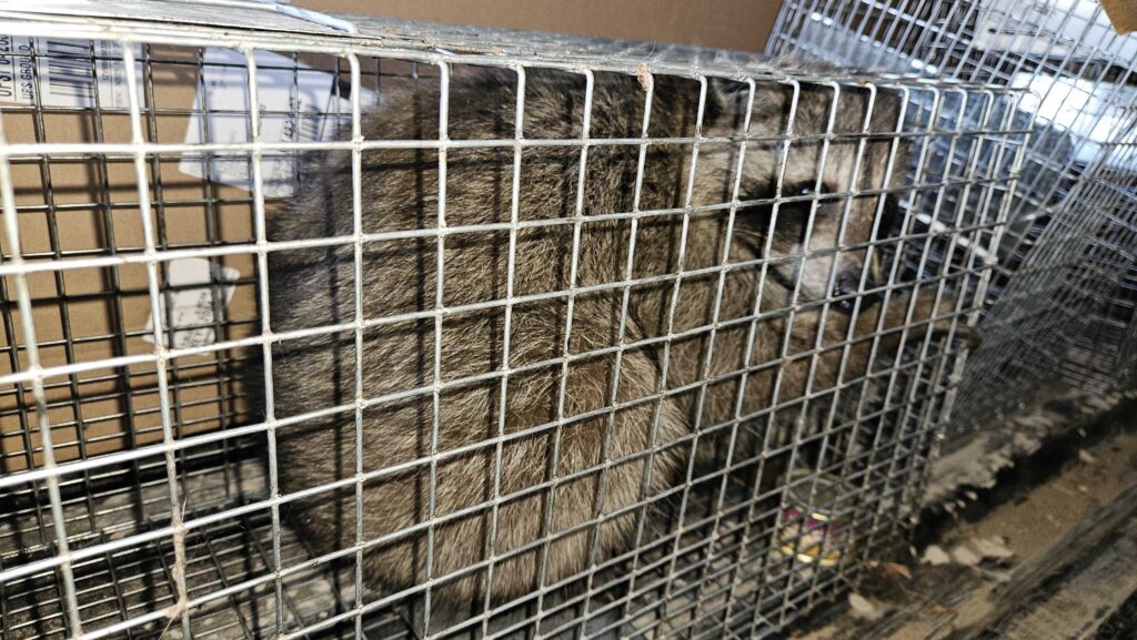 Independence Pest Control