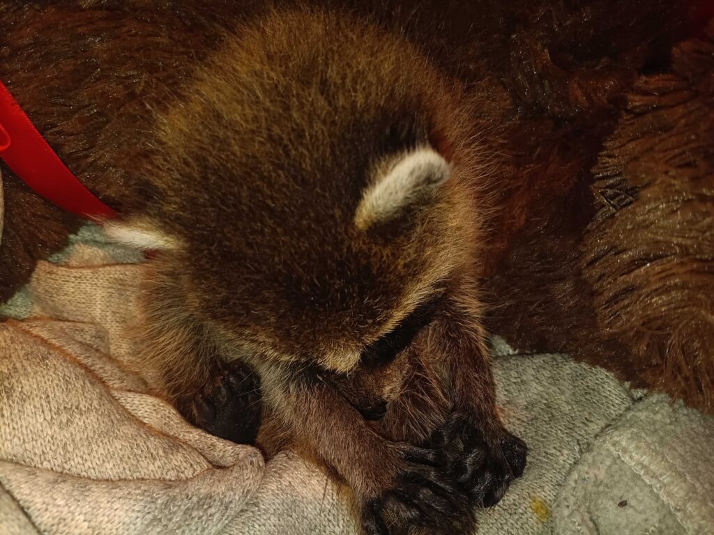 Independence Pest Control