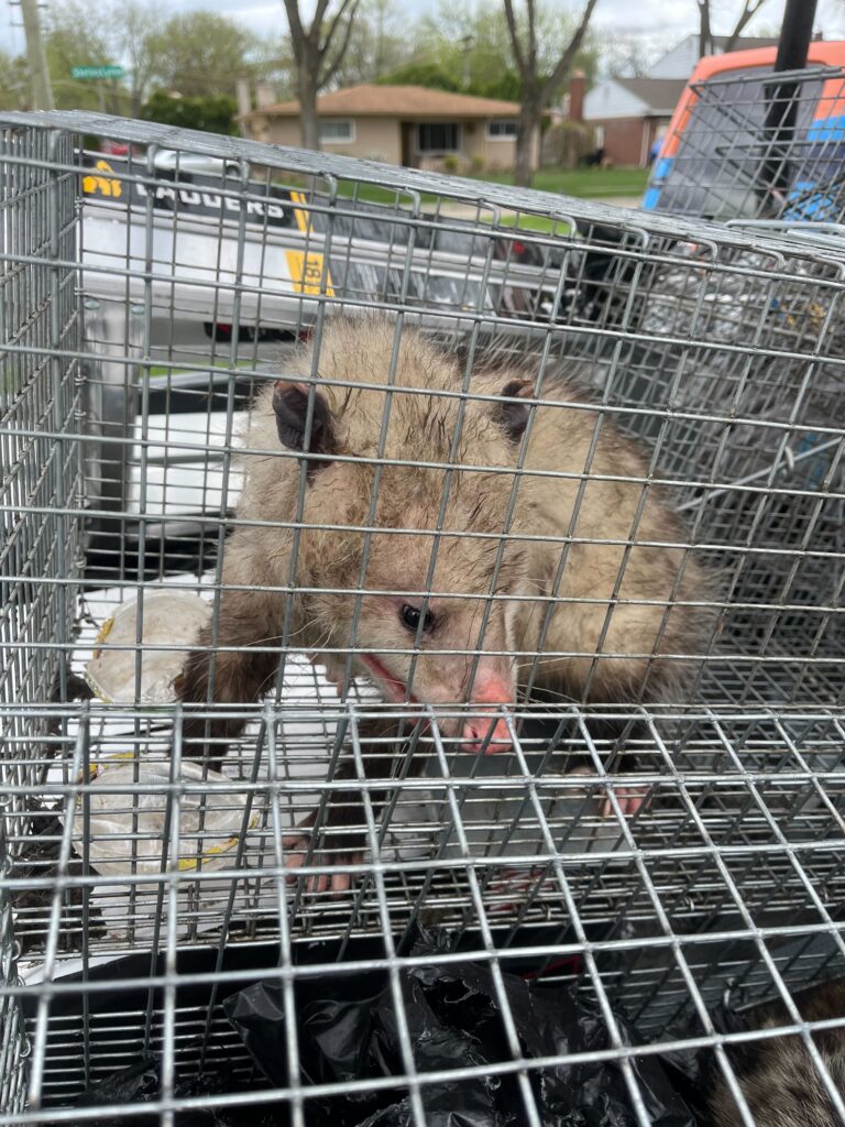 Independence Pest Control